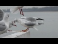 Seagulls Eating Bread On A Quay In Slow Motion
