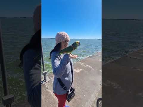 Un vecino de Chascomus Buenos Aires Argentina tiene su ave llamada Patricia. Lo sigue y esta suelta.