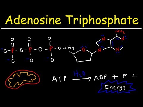 ATP - Adenosine Triphosphate - Cell Energy