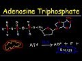 ATP - Adenosine Triphosphate - Cell Energy