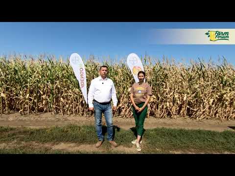 Ziua Porumbului Orezu 2021