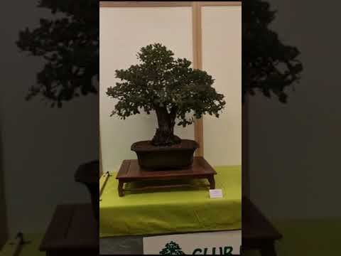 Exposició Club Bonsai Balaguer 2023