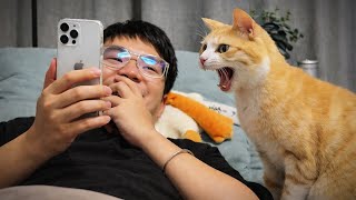 When Cats Act Just Like People 😂 Funny Cat and Humans