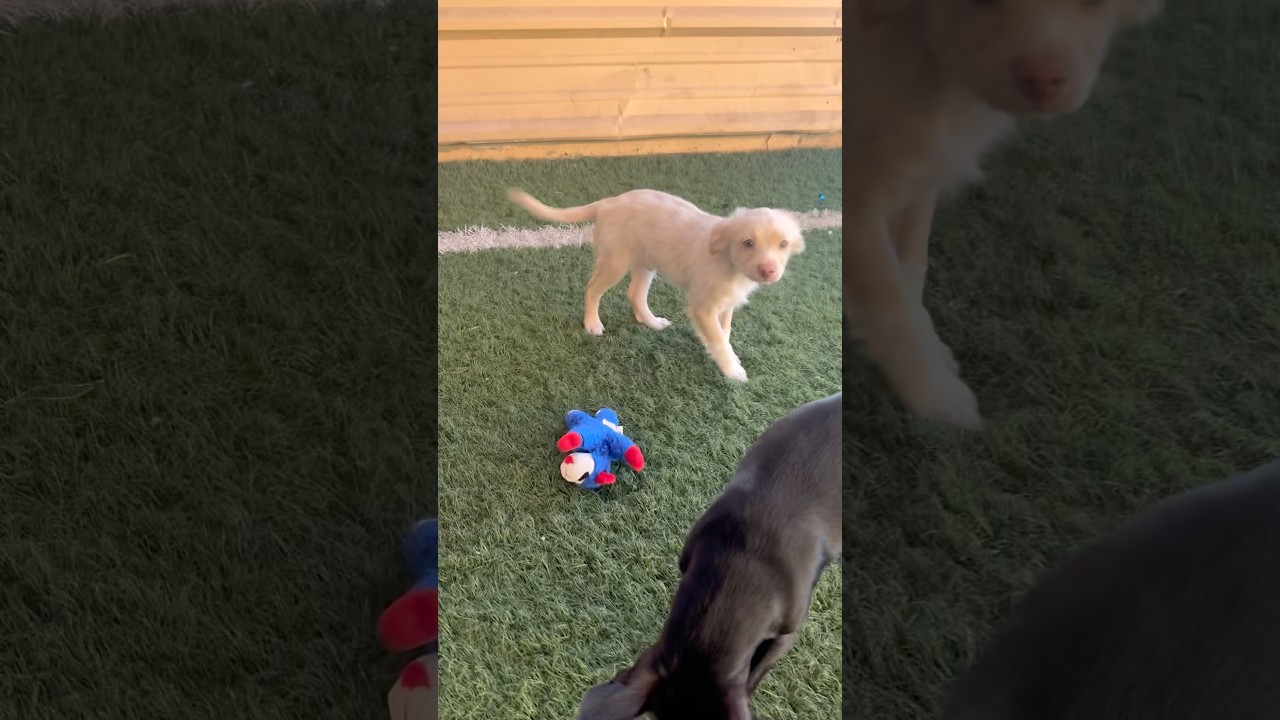Cardinal, an adoptable mixed breed in PHOENIX, AZ video 2/6