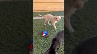 Video preview image #1 Chihuahua-Unknown Mix Puppy For Sale in Phoenix, AZ, USA