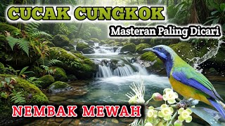Download lagu BURUNG CUCAK CUNGKOK || Masteran paling di cari || NEMBAK MANTAB mp3 Download lagu BURUNG CUCAK CUNGKOK || Masteran paling di cari || NEMBAK MANTAB mp3