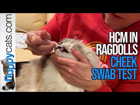HCM testing in Ragdolls - Cheek Swab Test - Charlie and Trigg