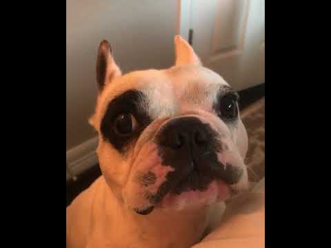 Walter the talking Frenchie dog.(BEST OF COMPILATION)🐶