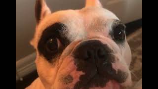 Walter the talking Frenchie dog.(BEST OF COMPILATION)????