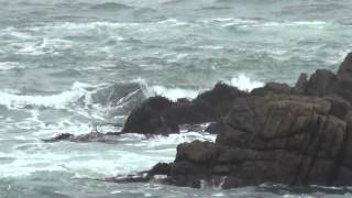 preview picture of video 'Sea Lions at Reñaca, Chile'