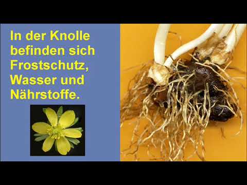 Der Winterling ein Frühblüher - Warum kann er trotz Frost blühen?