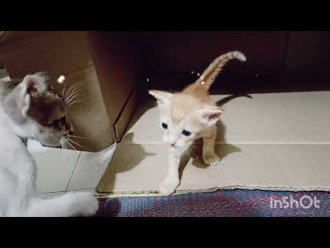 #cat #catshorts #catlover #catvideos #catholic #pets #shortvideo #like #share #catsofinstagram