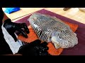 GIANT CUTTLEFISH Vietnamese Street Food