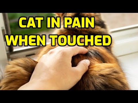Why Doesn't My Cat Like Being Petted On The Back?