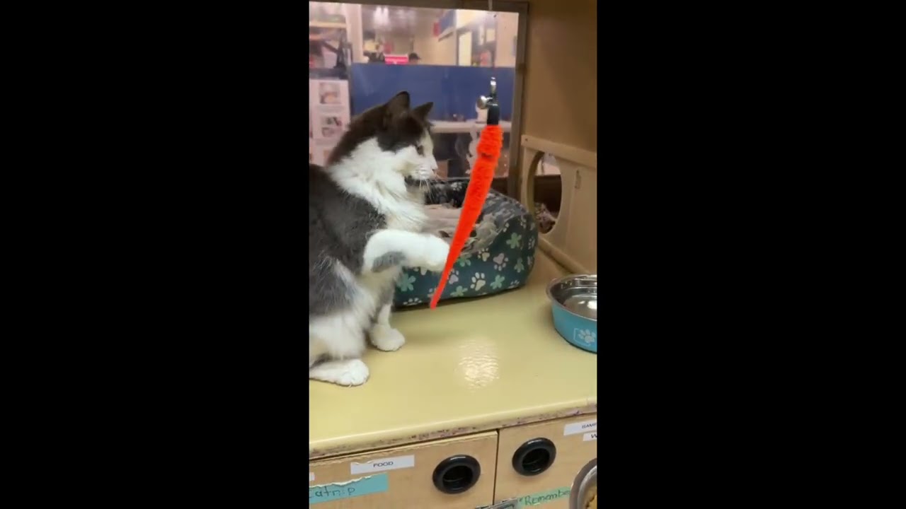 Tessa, a Adoptable Domestic Medium Hair in Woodbridge, ON video 6/6