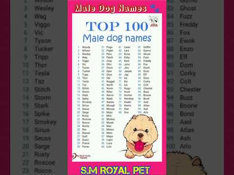 Top 100 male dogs name #charliedog #2024 #love #charlie #777 #adorabledog #doggie #doggys #goodboy