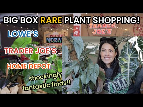 $30 BUDGET Big Box RARE Plant Shopping! Trader Joes, Lowes & Home Depot Plant Haul