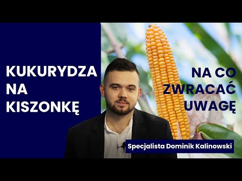 Jaką kukurydzę na kiszonkę wybrać? | Specjalista Dominik Kalinowski wybrał 4 warte polecenia