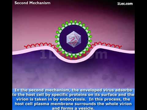 Entry of enveloped animal viruses into host cells