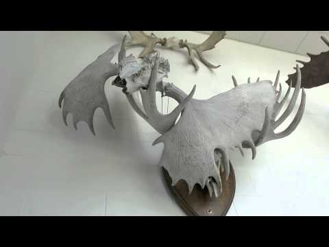 Locked Moose Antlers