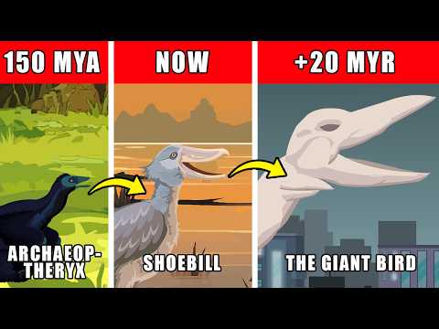 The Giant Bird (Trevor Henderson) Evolution: How The Giant Bird Could Have Evolved