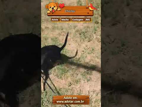 Vídeo de Charles