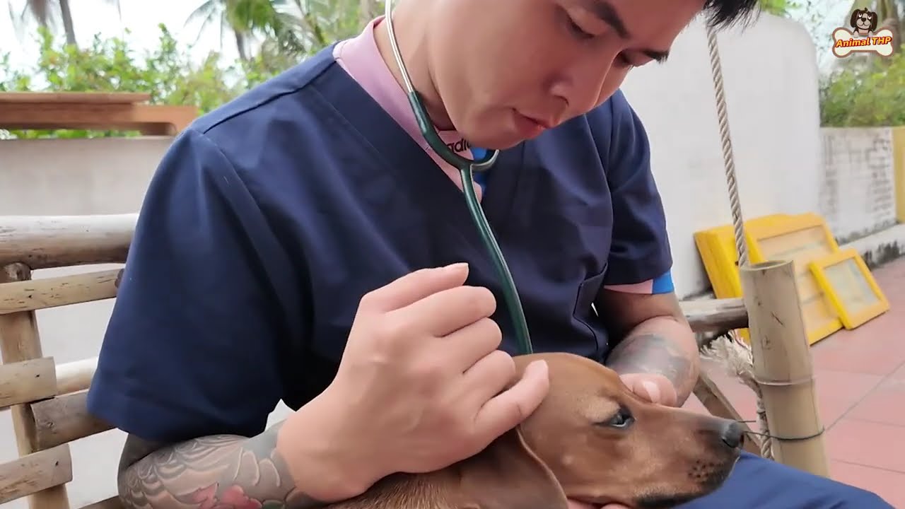 Exhausted Dog Guards Grave of Recently Deceased Owner | Touches Millions of Viewers | Animal THP