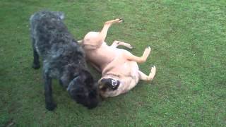 Our happy dogs playing!