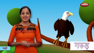 Bird Names in Hindi | हिंदी में पक्षीयों के नाम सीखे | Hindi Bird Names For Children
