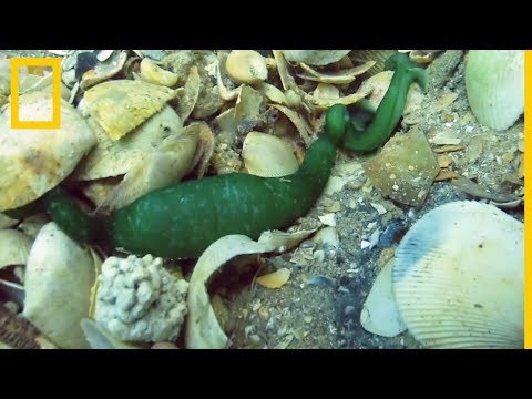 Bonellia viridis