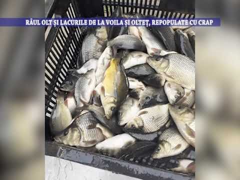 Raul Olt si lacurile de la Voila si Oltet, repopulate cu crap - 12 aprilie 2022