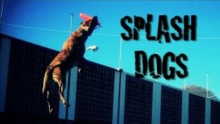 Splash Dogs