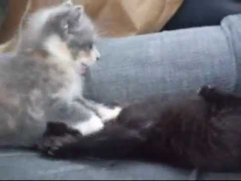 margot and the nuclear maggots and dragon as babies fighting