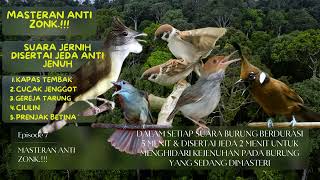 Download lagu MASTERAN ANTI ZONK Part 9. GEREJA TARUNG, CILILIN, PRENJAK BETINA, CUCAK JENGGOT & KAPAS TEMBAK mp3