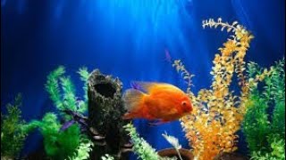 Aquarium