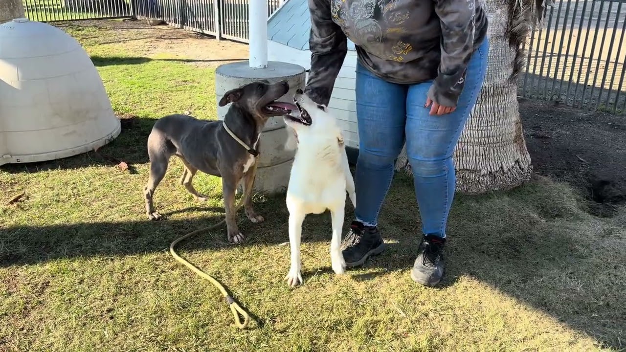 Enlarge STITCH, an adopted Staffordshire Bull Terrier in Delano, CA video 4/4