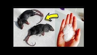 How To Killing Rats With Baking Soda Is The Fast Acting   Home Remedy