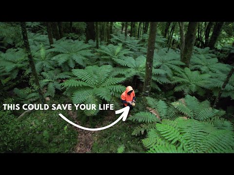 NZ Wild Edibles and Medicines EVERYONE Should Know