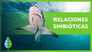 What is Symbiosis 🐠🦐 Mutualism, Commensalism, Parasitism + Examples 🐦