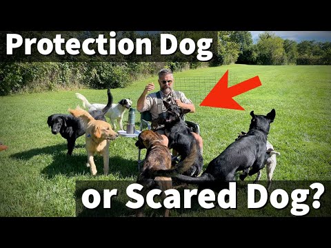 Protection Dog or Scared Dog | Uncle Stonnie's Thoughts on Preventing and Treating Dog Aggression