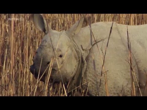 Big Five Asien - Die Nashörner