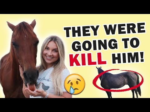 RESCUING A HORSE FROM SLAUGHTER FROM 1000 MILES AWAY Video