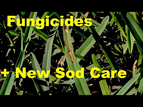 Applying Fungicides|New Sod Applications|New Lawn Challenges