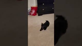 Chorkie Puppies Videos