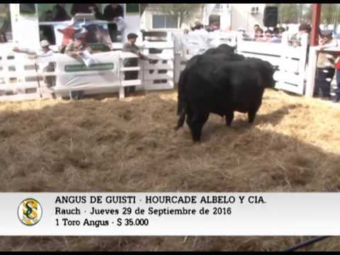29-09-16 -  Venta Toros Angus - Angus de Giusti -  Rauch