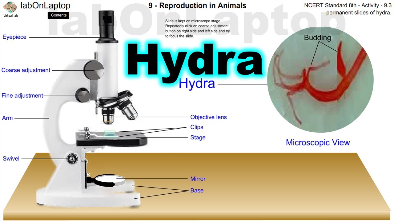 NCERT Class 8th Activity 9.3 | Reproduction In Animals | Hydra |  labOnLaptop | Virtual Lab