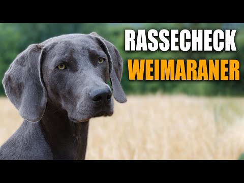 Weimaraner Rassecheck  - Rasseportrait, Rassebeschreibung, Informationen zur Rasse Weimaraner