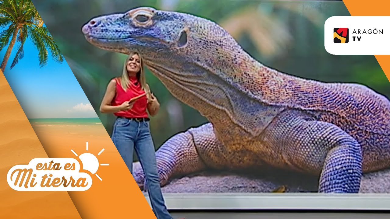 ¿Por qué el dragón de Komodo filipino está en peligro de extinción? – Ttha