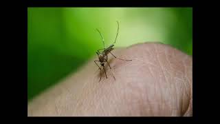Dengue Fieber – Übertragung, Symptome und Therapie