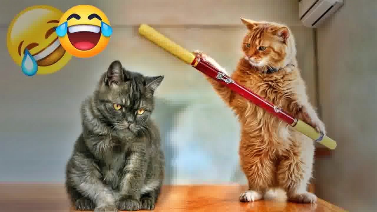 You Laugh You Lose🤣Funniest Dogs and Cats 2025😻🐶